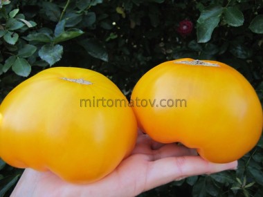 Гном Королева Банксия (Dwarf Banksia Queen)