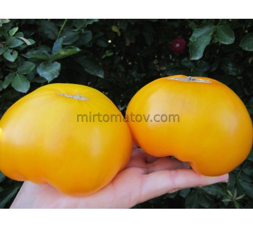 Гном Королева Банксия (Dwarf Banksia Queen)