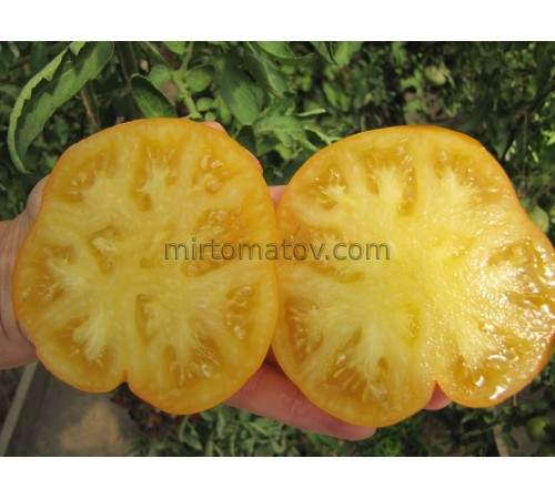 Гном Королева Банксия (Dwarf Banksia Queen)