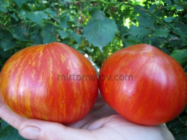 Dwarf Speckled Heart