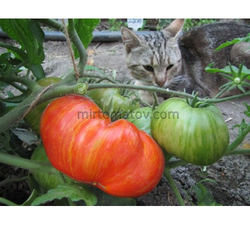 Dwarf Speckled Heart