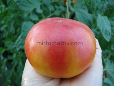 Гном Красота прибоя (Dwarf beauty of the surf)