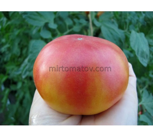 Гном Красота прибоя (Dwarf beauty of the surf)