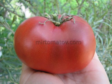 Гном Лепрекон Вова (Dwarf Leprechaun Vova)