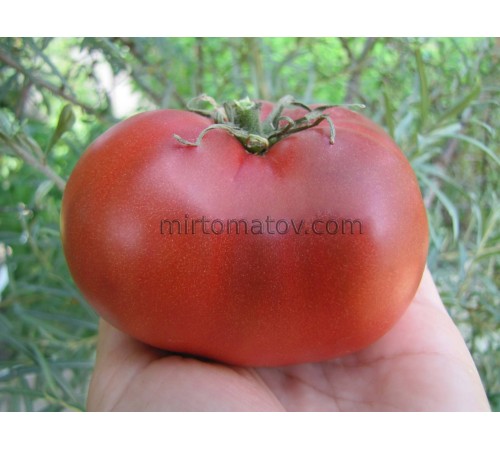 Гном Лепрекон Вова (Dwarf Leprechaun Vova)