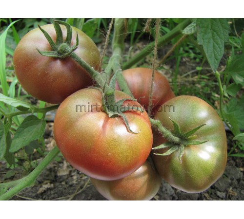 Гном Лепрекон Вова (Dwarf Leprechaun Vova)