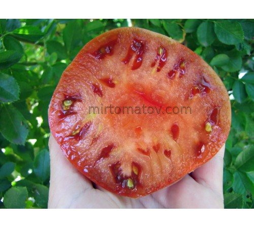 Гном Лепрекон Вова (Dwarf Leprechaun Vova)