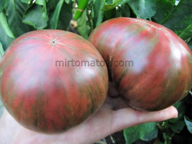 Гном Лепрекон Леня (Dwarf Leprechaun Lenya)