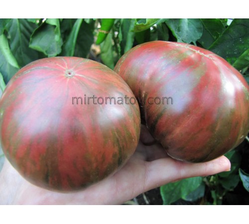 Гном Лепрекон Леня (Dwarf Leprechaun Lenya)