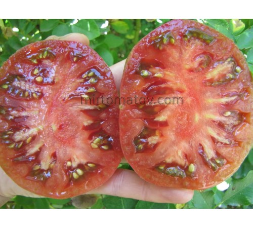 Гном Лепрекон Леня (Dwarf Leprechaun Lenya)