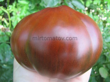 Гном Лепрекон Саша (Dwarf Leprechaun Sasha)