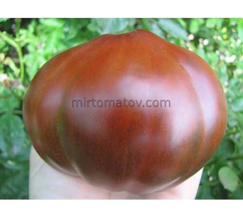 Гном Лепрекон Саша (Dwarf Leprechaun Sasha)