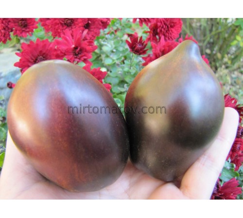 Гном Лепрекон Саша (Dwarf Leprechaun Sasha)