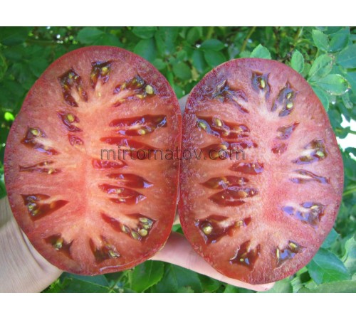 Гном Лепрекон Саша (Dwarf Leprechaun Sasha)