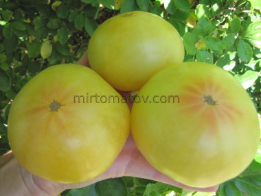 Dwarf Summer Sweet Gold