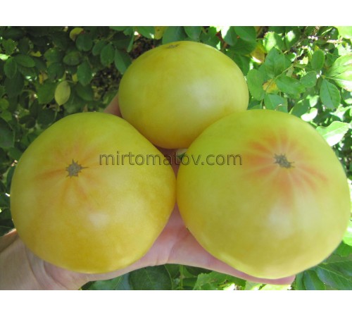 Dwarf Summer Sweet Gold