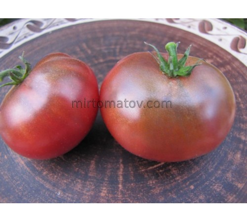 Гном Мечта Хейзи (Dwarf Hazy's Dream)