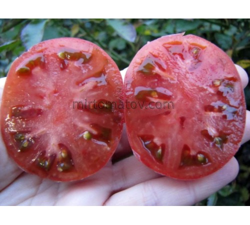 Гном Мечта Хейзи (Dwarf Hazy's Dream)