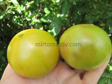 Гном Нефритовая красота (Dwarf Jade Beauty)