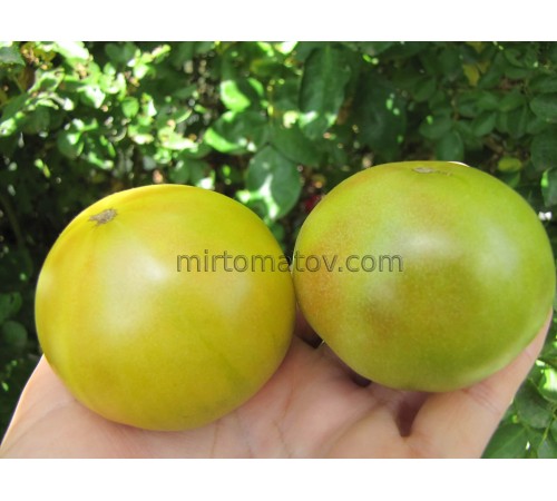 Гном Нефритовая красота (Dwarf Jade Beauty)