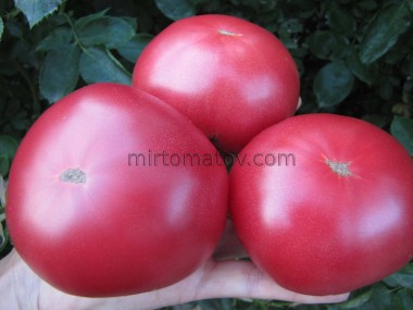 Dwarf Rosella Crimson