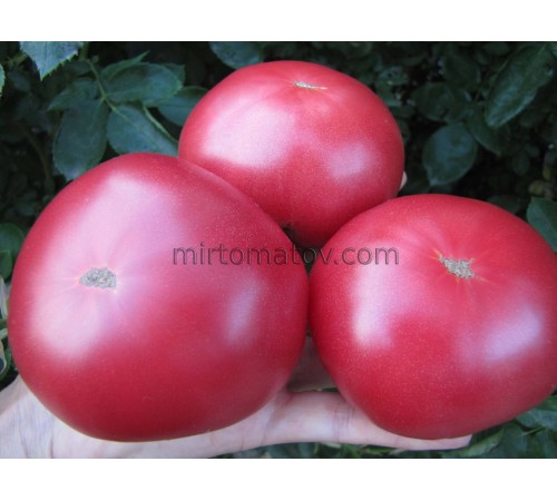 Dwarf Rosella Crimson