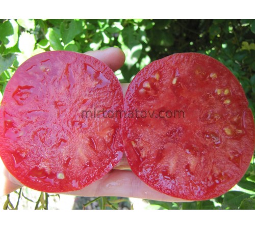 Dwarf Rosella Crimson