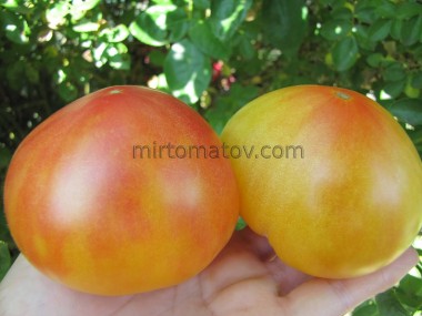 Dwarf Rozella bicolor