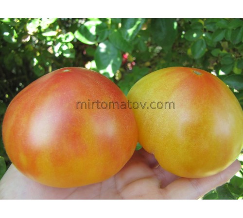 Dwarf Rozella bicolor