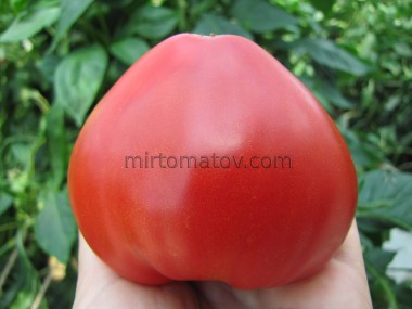 Гном Сердце Бадди (Dwarf Buddy's Heart)