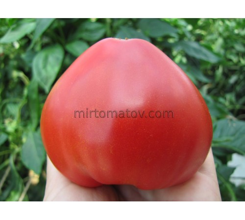 Гном Сердце Бадди (Dwarf Buddy's Heart)