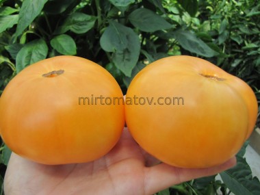 Dwarf Perfect Harmony