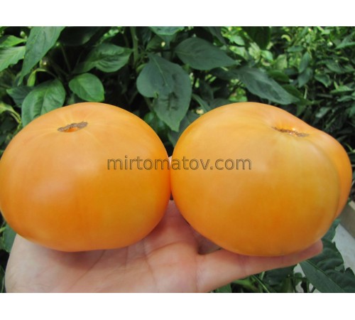 Dwarf Perfect Harmony