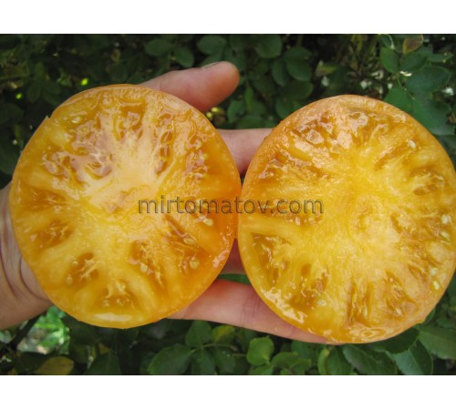 Dwarf Perfect Harmony