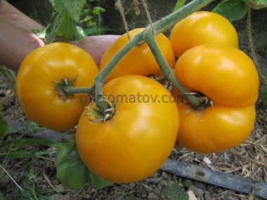 Гном Фантазия Элси (Dwarf Elsie’s Fancy)