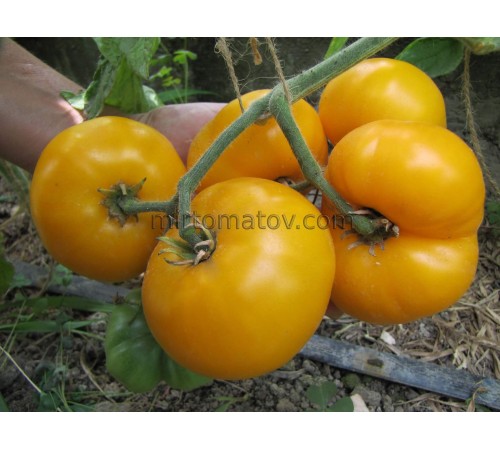 Гном Фантазия Элси (Dwarf Elsie’s Fancy)