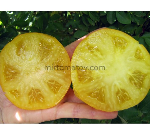 Гном Фантазия Элси (Dwarf Elsie’s Fancy)