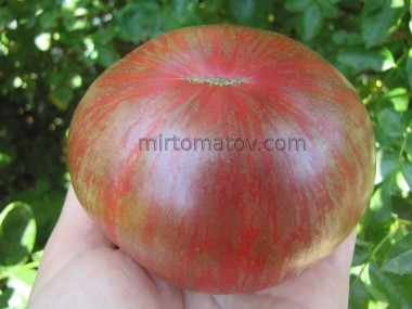 Гном Фестиваль Аделаиды (Dwarf Adelaide Festival)