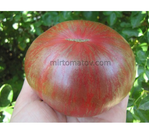 Гном Фестиваль Аделаиды (Dwarf Adelaide Festival)