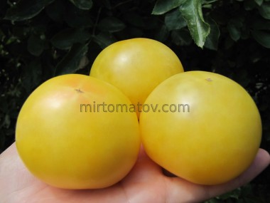 Гном Фестиваль Баросса (Dwarf Barossa Fest)