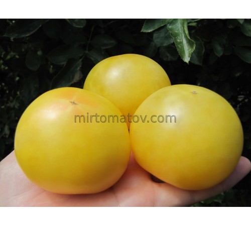 Гном Фестиваль Баросса (Dwarf Barossa Fest)