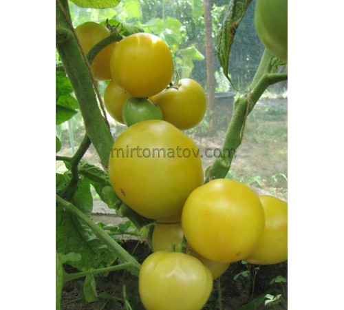 Гном Фестиваль Баросса (Dwarf Barossa Fest)