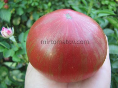 Гном Фредс Тай Дай (Dwarf Fred's Tie Dye)