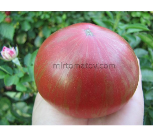 Гном Фредс Тай Дай (Dwarf Fred's Tie Dye)