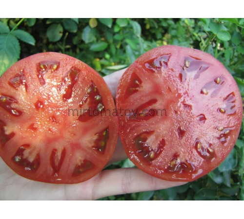 Гном Фредс Тай Дай (Dwarf Fred's Tie Dye)