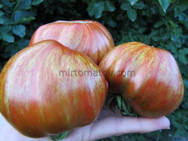 Гном Черный Волшебник (Dwarf Black Wizard)