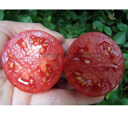 Гном Шеф-повар Поль Бокюз (Dwarf DSB Chef Paul Bocuse)