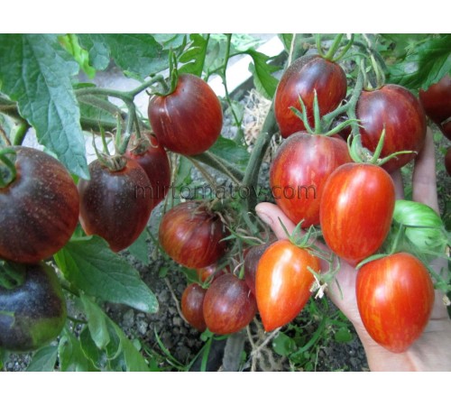 Гном Шеф-повар Поль Бокюз (Dwarf DSB Chef Paul Bocuse)