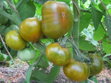 Гном Эмми из Огайо ( Dwarf Amy's Ohio)