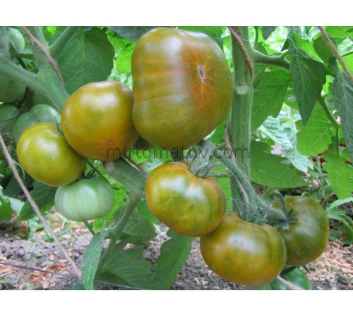 Гном Эмми из Огайо ( Dwarf Amy's Ohio)